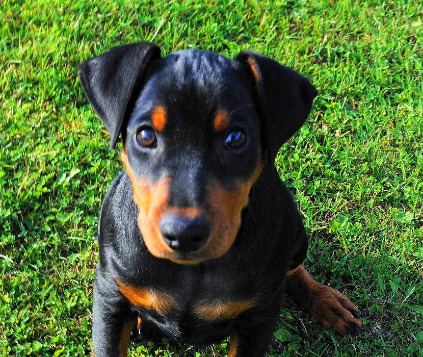 Pinscher * Xélanc Zupreme Zuprice 11 veckor